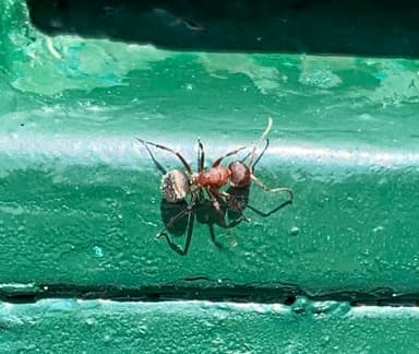 Camponotus planatus photo 49