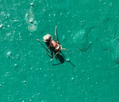 Camponotus planatus photo 51