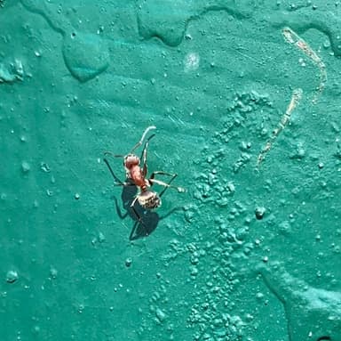 Camponotus planatus photo 52