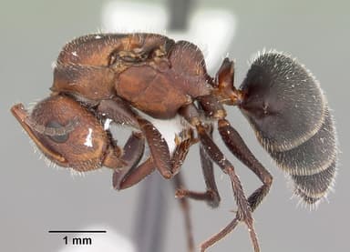Camponotus planatus — queen photo 4