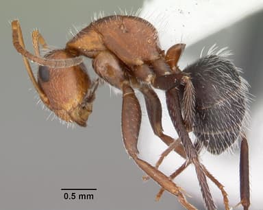 Camponotus planatus — queen photo 7