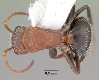 Camponotus planatus — queen photo 8