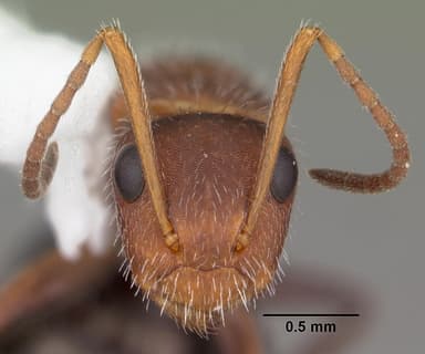 Camponotus planatus — queen photo 9
