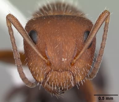 Camponotus planatus — queen photo 10