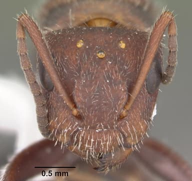 Camponotus planatus — queen photo 11