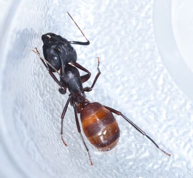 Camponotus sansabeanus photo 17