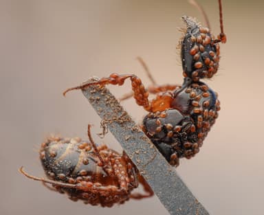 Camponotus sansabeanus photo 25