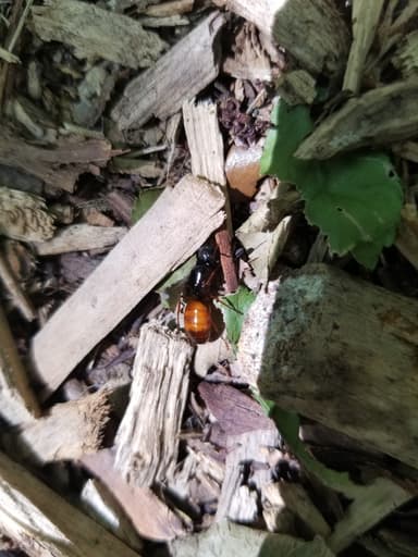 Camponotus sansabeanus photo 45