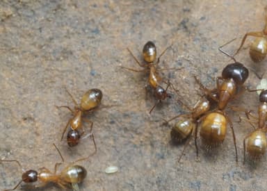 Camponotus sansabeanus photo 51
