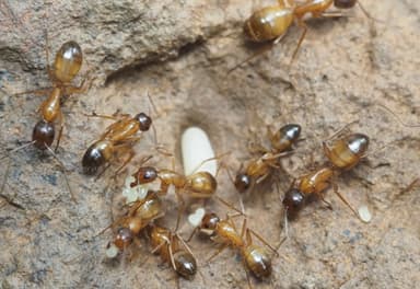 Camponotus sansabeanus photo 54
