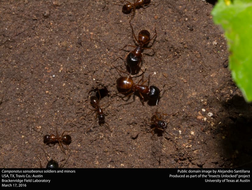 Camponotus sansabeanus photo 1