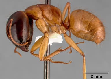 Camponotus sansabeanus — queen photo 6