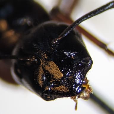 Camponotus semitestaceus photo 8