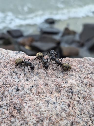 Camponotus sericeiventris photo 1