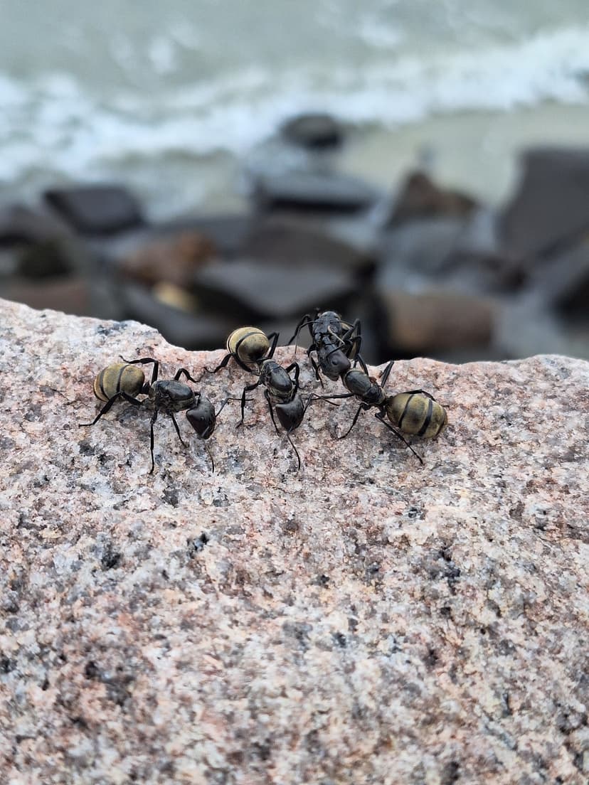 Camponotus sericeiventris photo 1