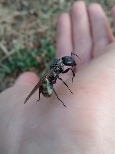 Camponotus sericeiventris photo 3