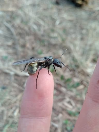 Camponotus sericeiventris photo 6