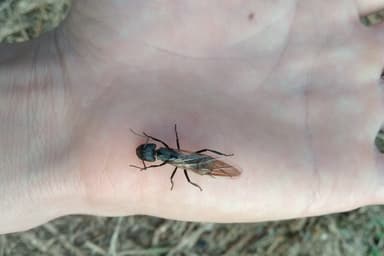 Camponotus sericeiventris photo 7