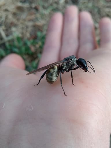 Camponotus sericeiventris photo 8