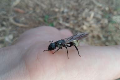 Camponotus sericeiventris photo 9