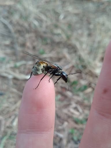 Camponotus sericeiventris photo 10