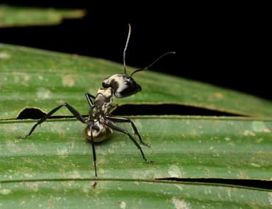 Camponotus sericeiventris photo 11