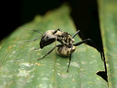 Camponotus sericeiventris photo 12
