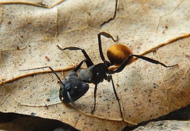 Camponotus sericeiventris photo 13
