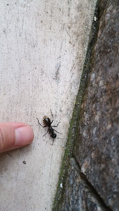 Camponotus sericeiventris photo 16