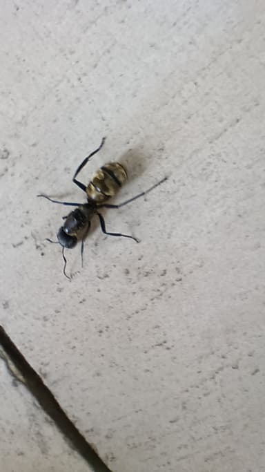 Camponotus sericeiventris photo 18