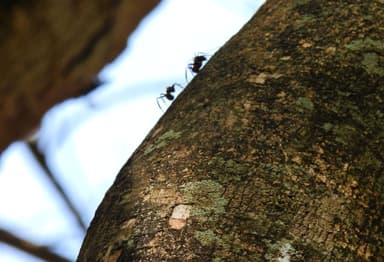Camponotus sericeiventris photo 26