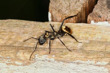 Camponotus sericeiventris photo 28
