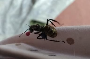 Camponotus sericeiventris photo 39