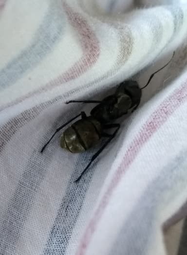 Camponotus sericeiventris photo 40