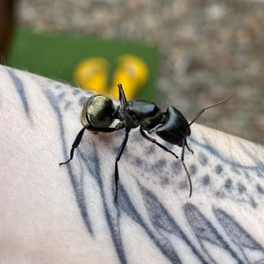 Camponotus sericeiventris photo 51