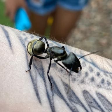 Camponotus sericeiventris photo 52