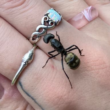 Camponotus sericeiventris photo 55