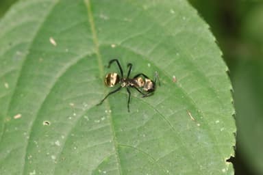 Camponotus sericeiventris photo 57