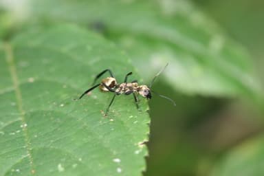 Camponotus sericeiventris photo 58