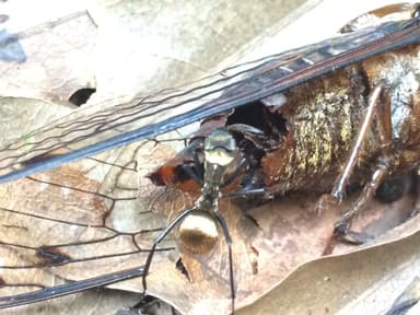 Camponotus sericeiventris photo 67