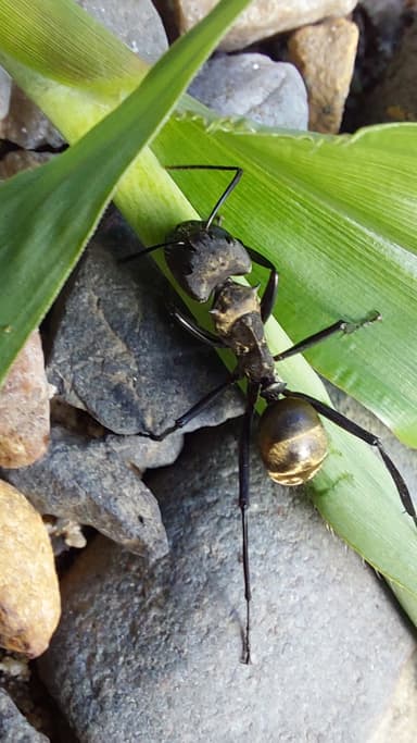 Camponotus sericeiventris photo 79