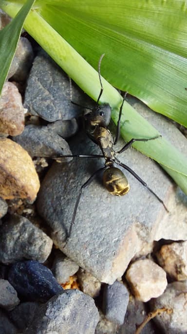 Camponotus sericeiventris photo 82