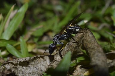 Camponotus sericeiventris photo 89