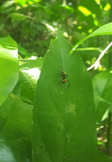 Camponotus sericeiventris photo 92