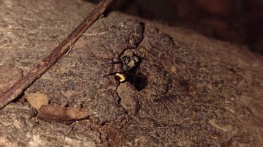 Camponotus sericeiventris photo 115