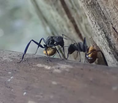 Camponotus sericeiventris photo 116
