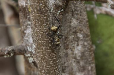 Camponotus sericeiventris photo 118