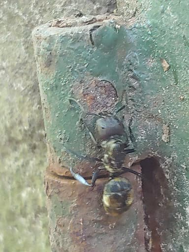 Camponotus sericeiventris — queen photo 152