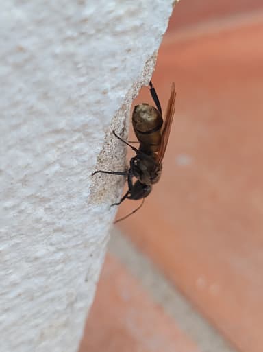 Camponotus sericeiventris photo 173