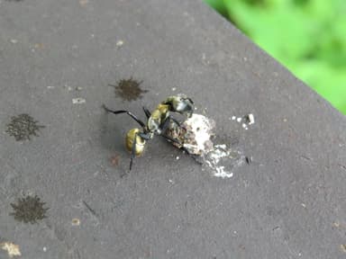Camponotus sericeiventris photo 174